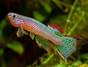 Killifish