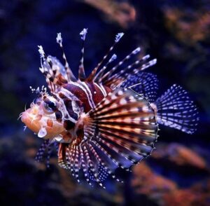 Ikan Laut Hias Aquarium